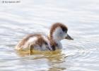 MG 5021-shellduck duckling-cley