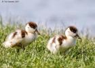 MG 5035-shellduck ducklings-cley