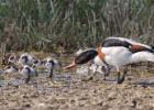 MG 5063-shellduck-cley