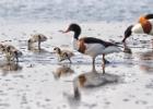 MG 5088-shellducks-cley