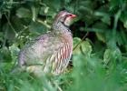 MG 5124-red legged partridge-grt cressingham