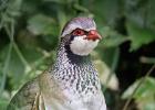 MG 5150-red legged partridge-grt cressingham