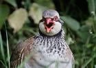 MG 5194-red legged partridge-grt cressingham