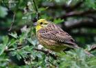 MG 5244-yellow hammer-weeting heath