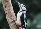 MG 5250-gtr spotted woodpecker-weeting heath