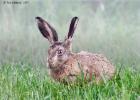 MG 5280-brown hare v2-norfolk