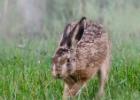 MG 5283-brown hare-norfolk