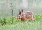 MG 5288-brown hare-norfolk