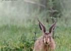 MG 5304-brown hare-norfolk