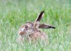 MG 5368-brown hare-norfolk