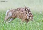 MG 5382-brown hare-norfolk