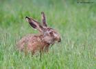 MG 5400-brown hare-norfolk