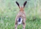 MG 5420-brown hare-norfolk