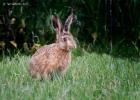 MG 5425-brown hare v2