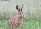 MG 5426-brown hare-norfolk