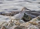 MG 0899-ruff-martin mere