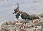 MG 0988-lapwing-martin mere