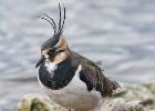 MG 1015-lapwing-martin mere