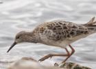 MG 1138-ruff-martin mere