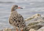 MG 1164-ruff-martin mere