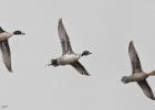 MG 1223-pintails-martin mere