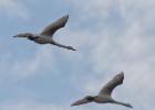 MG 1305-whooper swans-martin mere