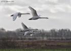 MG 1309-whooper swans-martin mere