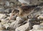 MG 1327-blak tailed godwit-martin mere