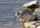 MG 1347-ruff-martin mere