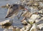 MG 1370-black tailed godwit-martin mere