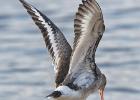 MG 1385-black tailed godwit-martin mere