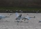 MG 1426-whooper swans-martin mere