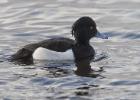 MG 1474-tufted duck-martin mere