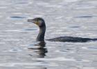 MG 1485-cormorant-martin mere