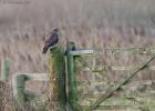 MG 1559-buzzard-martin mere