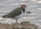 MG 1607-lapwing-martin mere