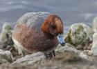 MG 1635-widgeon-martin mere