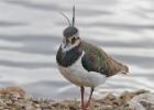 MG 1653-lapwing-martin mere