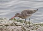 MG 1668-black tailed godwit-martin mere