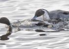 MG 1696-pintails-martin mere