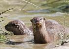 MG 3548-asian short clawed otter-washington