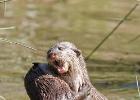 MG 3562-asian short clawed otter-washingtom