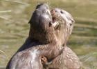 MG 3566-asian short clawed otter-washington