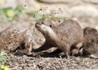 MG 3574-asian short clawed otter-washington