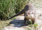 MG 3596-asian short clawed otter-washington