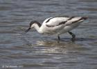 MG 3635-avocette-washington