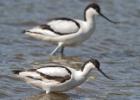 MG 3676-avocette-washington