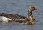 MG 3700-greylag-washington