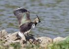 MG 3717-lapwing-washngton