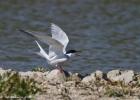 MG 3730-common tern-washington